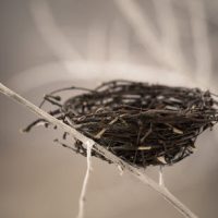 BirdNest BirdNest